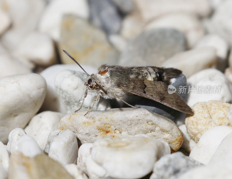 蜂鸟鹰蛾(Macroglossum stellatarum)